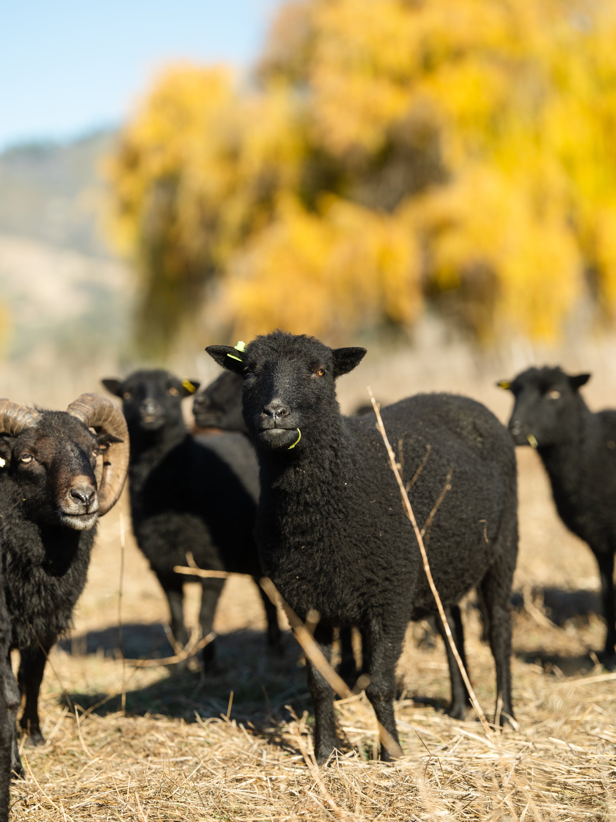 DimMoire Beloved sheep ロンT BLACK Sponsor ~ A ~ Sheep | Full Circle Wool