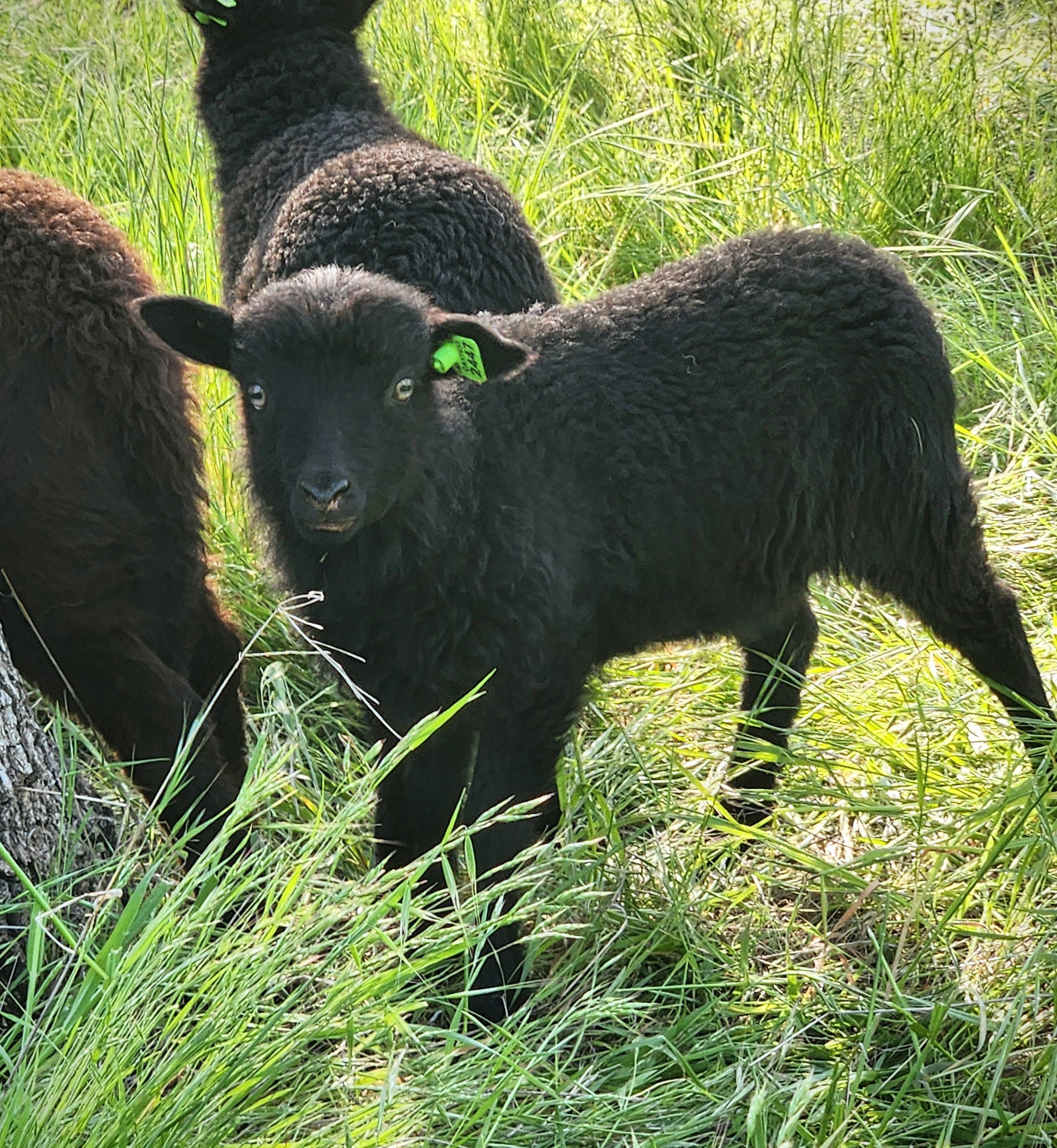 DimMoire Beloved sheep ロンT BLACK DimMoire Beloved sheep ロンT BLACK