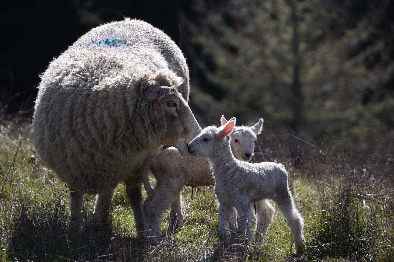 Natural Wool Batting, Grade A ~ Per Lb