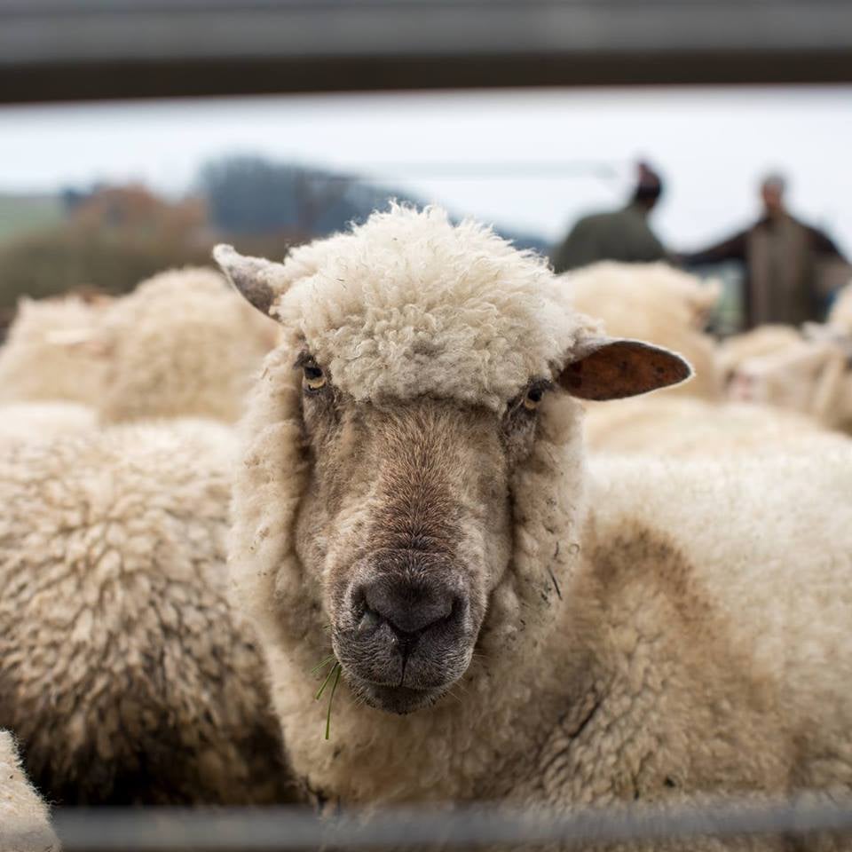 Wool Roving ~ Perendale lambs' wool